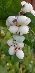 bunch of white fruits, berries