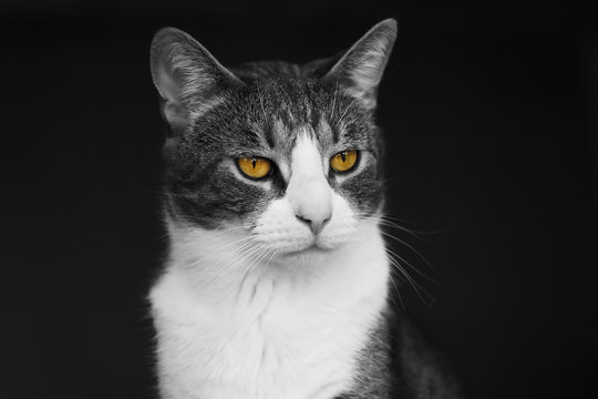 Black and white image of a domestic tabby cat with bright yellow expressive eyes.