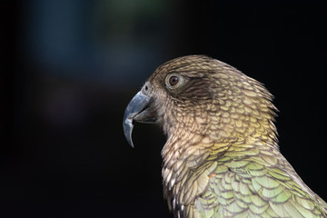 Kea