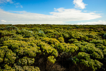 Fototapeta na wymiar Great Ocean Road. Australia landscape. Coastal park with beautiful bushes. Horizon line. Victoria, Australia.