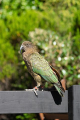 Kea