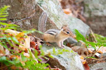 Chipmunk