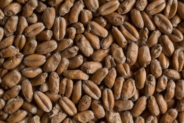 Wheat for alcohol production. Wheat background. Top view, flat lay
