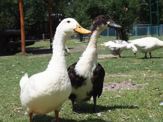 Ducks standing in green grass, Zoo de Luján, Buenos Aires, Argentina
