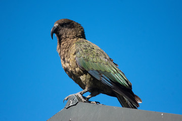 Kea on roof 