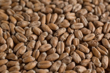 Wheat for alcohol production. Wheat background. Top view, flat lay