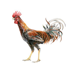 Rooster watercolor illustration. Beautiful vibrant colored domestic Thai chiken bird in a nice pose. Asian rooster isolated on white background.