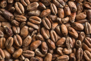 Wheat for alcohol production. Wheat background. Top view, flat lay