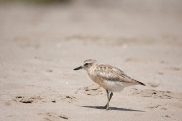 bird on the beach