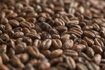 Wheat for alcohol production. Wheat macro background. Depth of field.