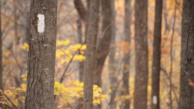 Close up of white blazes on the  Appalachian Trail - Three Ridges Wilderness - George Washington National Forest, VA