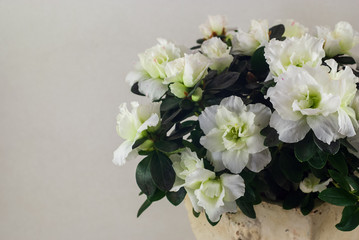 Azalée blanche dans un pot de fleur en argile sur fond gris. Le pot de fleurs en argile est de couleur claire.