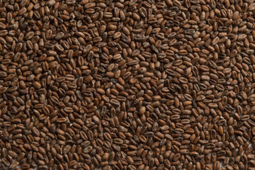 Wheat for alcohol production. Wheat background. Top view, flat lay