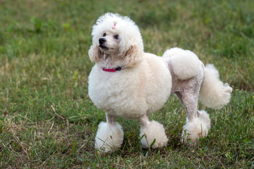 White poodle