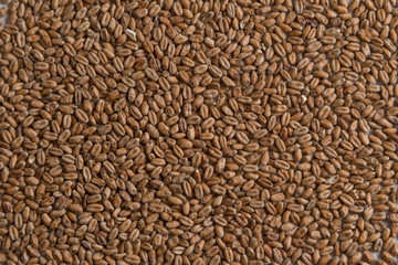 Wheat for alcohol production. Wheat background. Top view, flat lay