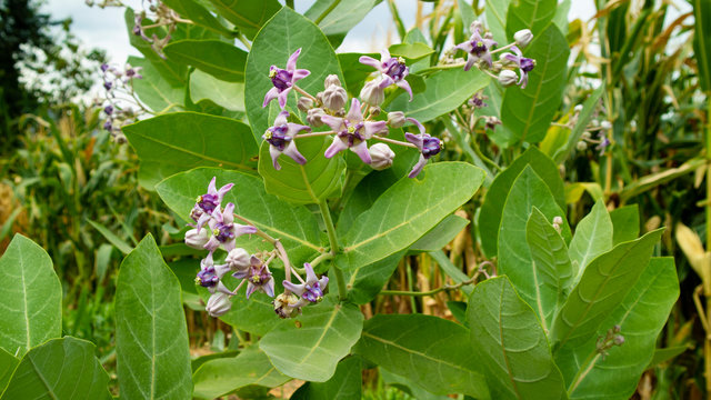 Calotropis gigantea plant, with fruit and flowers that are efficacious as herbal medicine for toothache