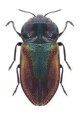 Beetle Anthaxia nigricollis on a white background