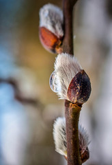Tropfen an Weidenkätzchen