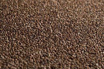 Wheat for alcohol production. Wheat macro background. Depth of field.