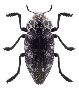Beetle Capnodis cariosa on a white background