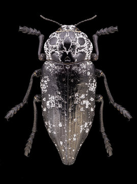 Beetle Capnodis cariosa on a black background