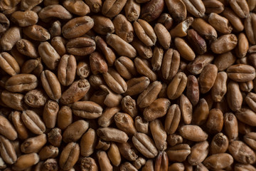 Wheat for alcohol production. Wheat background. Top view, flat lay