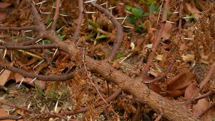 Sharp thorns from plants that have died from falling. With a dramatic brown color, suitable for use as a background image