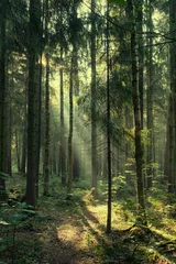 Zelfklevend Fotobehang Landscape, rays of the sun in a dark magic pine forest © Lana Kray