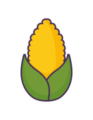 sweet corn in white background