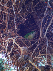A monk parakeet (Myiopsitta monachus) building a nest in a pine tree