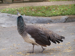 A Peafowl Wondeing while it Wanders