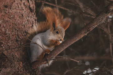 A squirrel sits on a tree in a winter park.