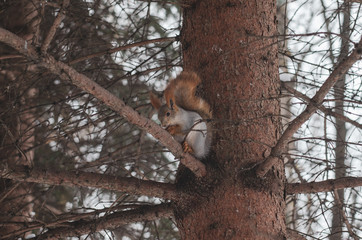 A squirrel sits on a tree in a winter park.