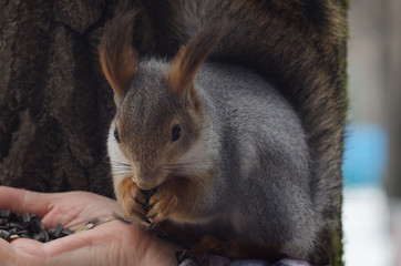 A squirrel sits on a humand hand and eating in a winter park.