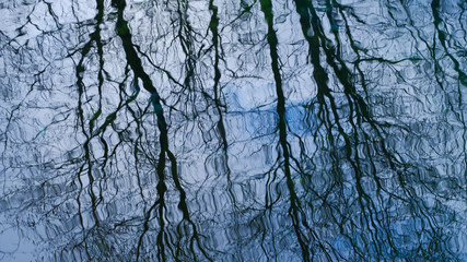 reflection of tree branches on the surface of water