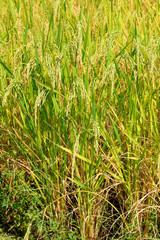 Rice fields Green and yellow on the high mountains