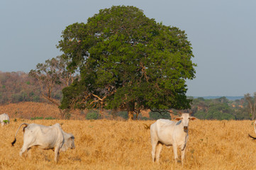 great green tree in cattle farm in central brazil
