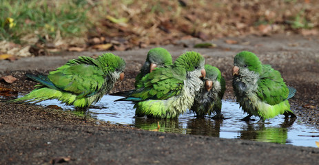 A monk parakeet group (Myiopsitta monachus) taking a bath in a puddle