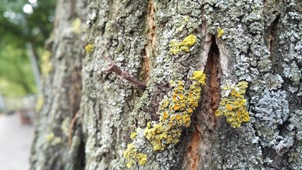 Embossed wood surface texture. Macro shooting background.