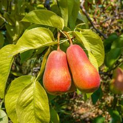 pears on a tree  sunny day ripe fruit harvest