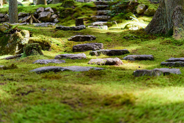写真素材：苔筵、こけ、絨毯、風景、自然