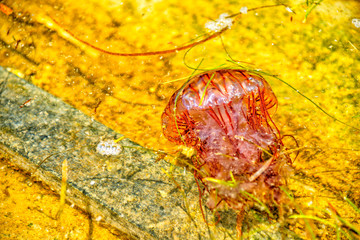 【神奈川】横須賀　うみかぜ公園周辺にいた赤クラゲ