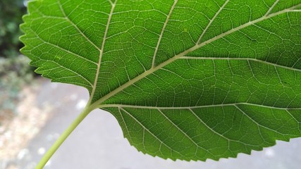 Beautiful leaves of plants and trees close-up