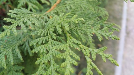 Beautiful leaves of plants and trees close-up