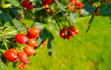 postcard autumn concept place for text. red rose hips on a blurred background of green grass. high quality