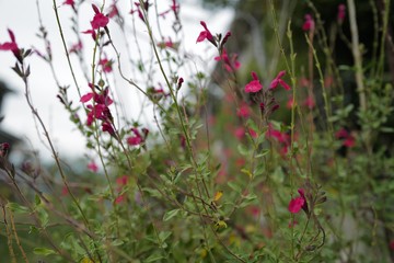 red flowers in garden