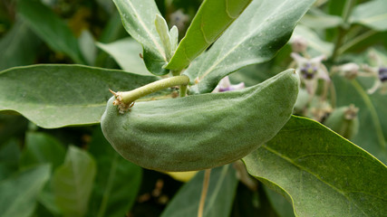 Calotropis gigantea plant, with fruit and flowers that are efficacious as herbal medicine for toothache