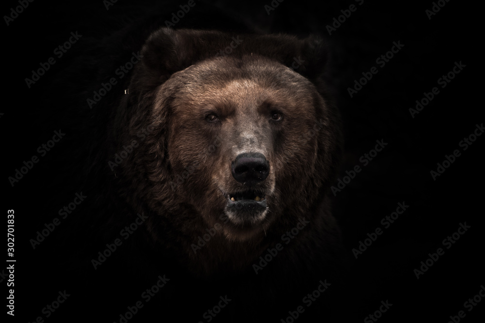 Wall mural a darkened image, a stern brown slightly perplexing beast looks out of the darkness with small eyes.