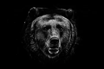 Foto auf Glas ein verdunkeltes Bild, ein strenges braunes, leicht verblüffendes Tier schaut mit kleinen Augen aus der Dunkelheit. Schwarz-Weiß-Foto auf schwarzem Hintergrund isoliert. © Mikhail Semenov