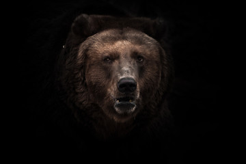a darkened image, a stern brown slightly perplexing beast looks out of the darkness with small eyes.  isolated on a black background. - obrazy, fototapety, plakaty